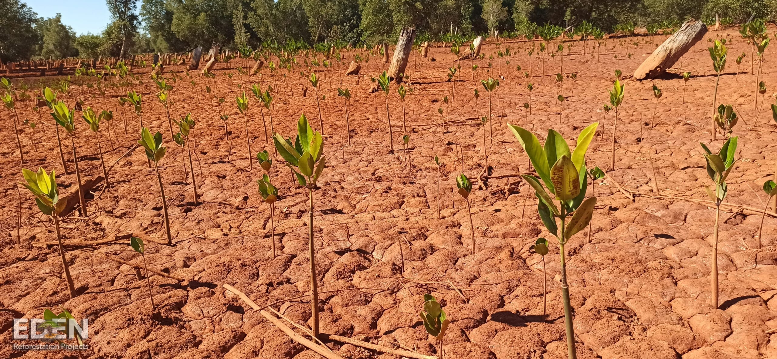 Eden-Madagascar-Morahariva-2021-Mangrove-young-Growth-Shared-Site-scaled Eden-Madagascar-Morahariva-2021-Mangrove-young-Growth-Shared-Site-scaled