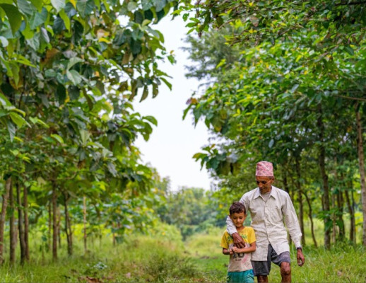 CO2 compensatie Henselmans bomen planten CO2 reductie